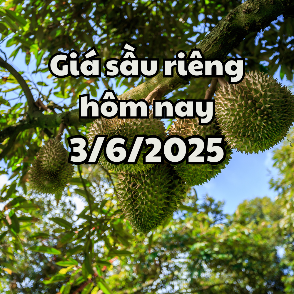 Prix ​​du durian aujourd'hui 3 6 2025 Affecté par les mauvaises récoltes et les nouvelles réglementations d'exportation
