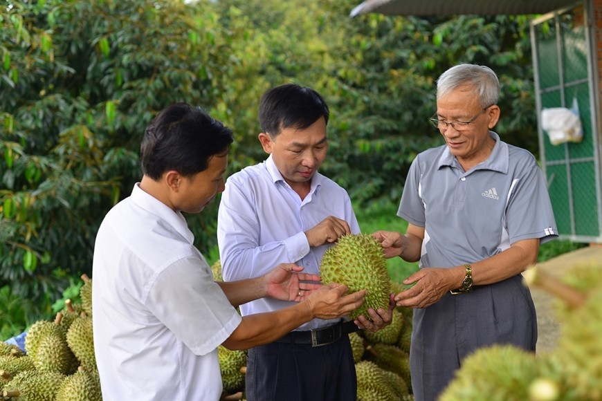 ពិនិត្យគុណភាពទុរេននៅសហករណ៍កសិកម្ម Da M'ri ខេត្ត Lam Dong។