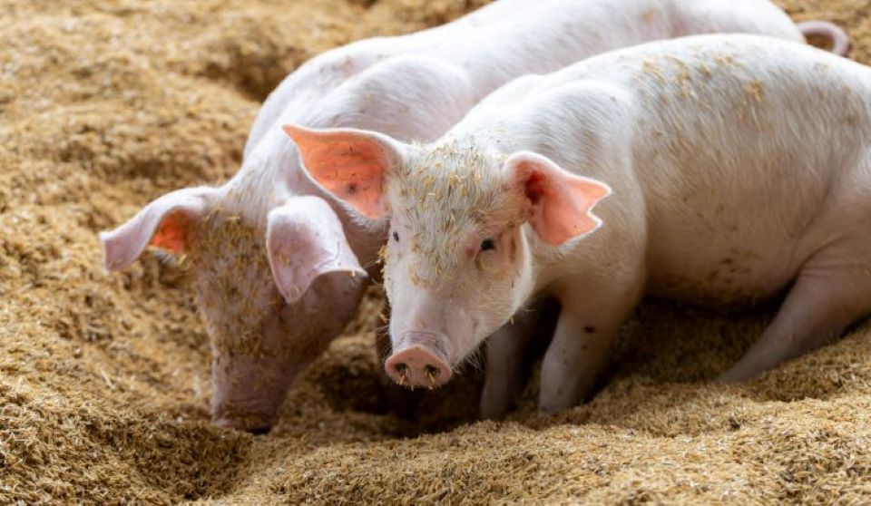 Schweinepreis am 1. Juni 2025: Leichter Anstieg im Norden