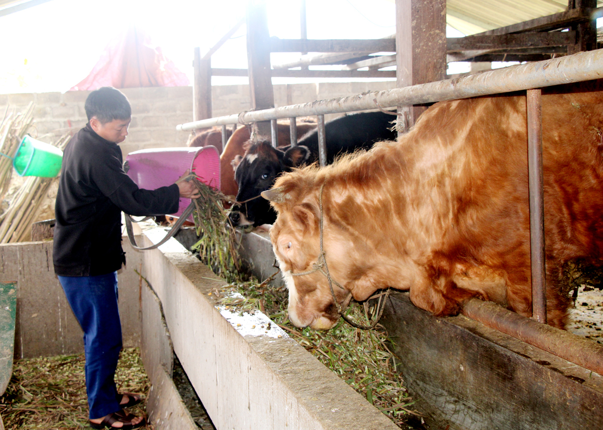 Chuồng trại chăn nuôi bò của hộ anh Hùng Văn Sinh, xã Thanh Vân. 