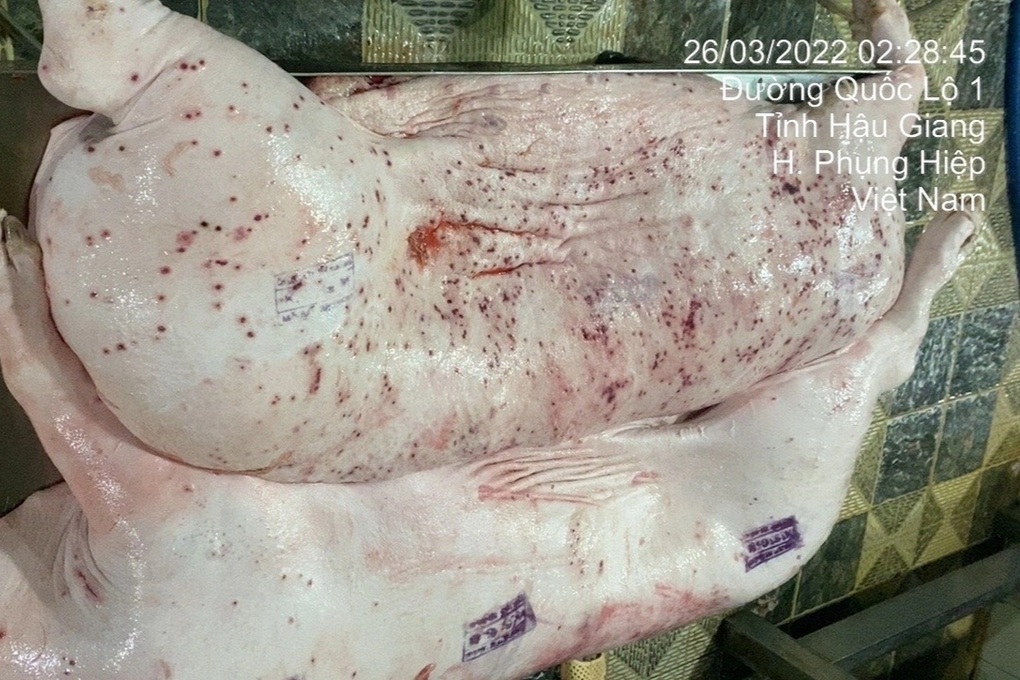 Lợn bệnh núp bóng trong xúc xích, lạp xưởng như thế nào? - 1