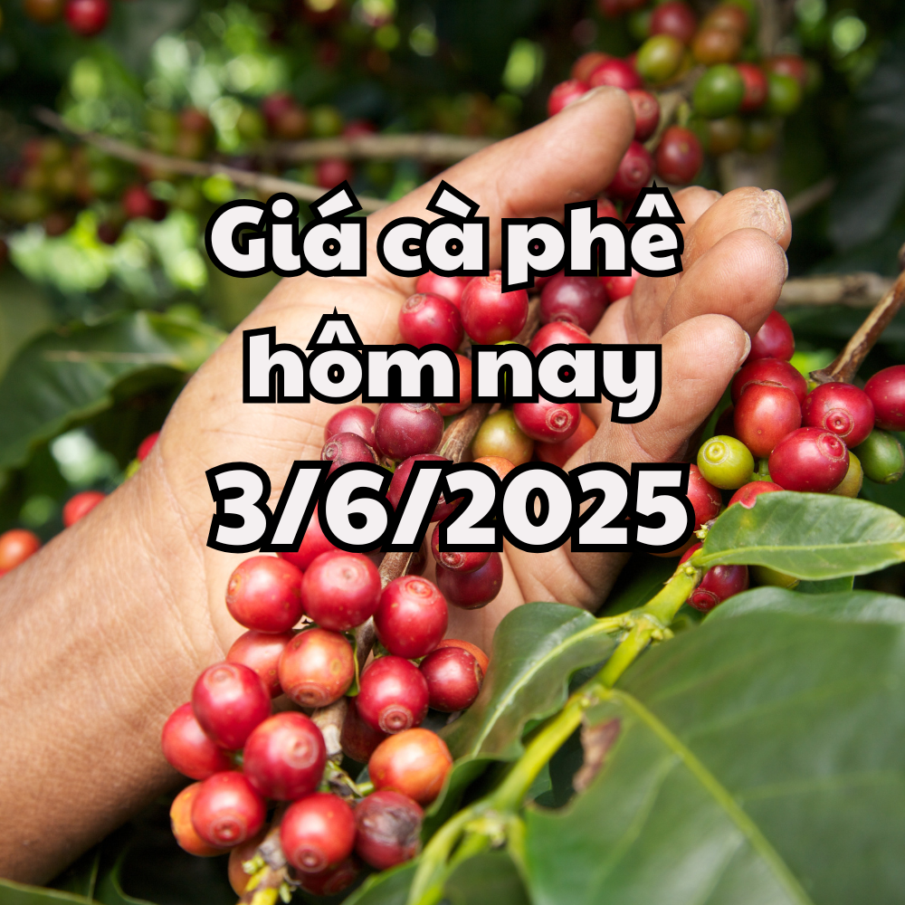 Giá cà phê hôm nay 3 6 2025 chững lại ở trong nước và quốc tế