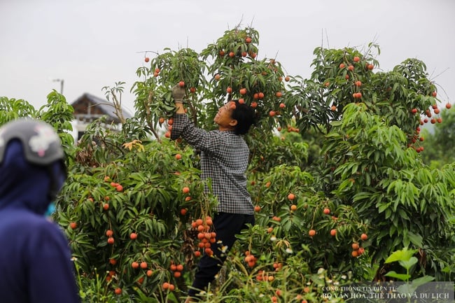 Phát triển du lịch trải nghiệm “Vải thiều Lục Ngạn - Tinh hoa trái cây Việt" - Ảnh 1.