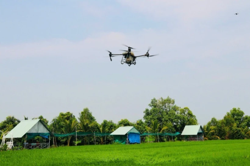 Einsatz von Drohnen zum Versprühen von Pestiziden im Bezirk Thap Muoi, Provinz Dong Thap. (Foto: MINH ANH)