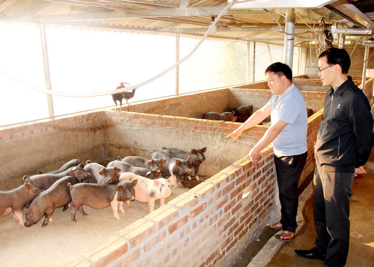 Mô hình chăn nuôi lợn của gia đình anh Cháng Mí Giàng, thôn Sảng Cán Tỷ, xã Cán Tỷ.