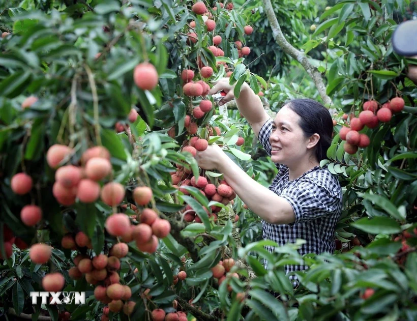 Thu hoạch vải tại Bắc Giang. (Ảnh: Đồng Thúy/TTXVN)