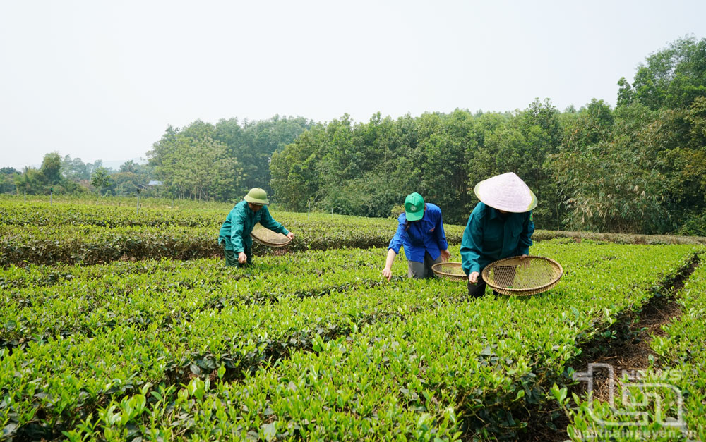 La zone de thé de la coopérative de thé Hong Thai est entretenue et récoltée selon les normes VietGAP.