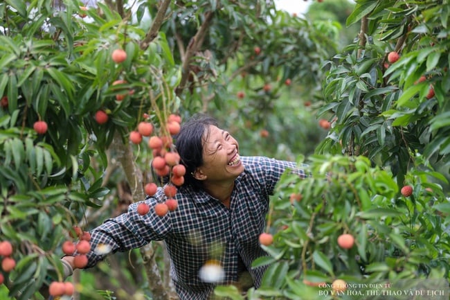 Phát triển du lịch trải nghiệm “Vải thiều Lục Ngạn - Tinh hoa trái cây Việt" - Ảnh 3.