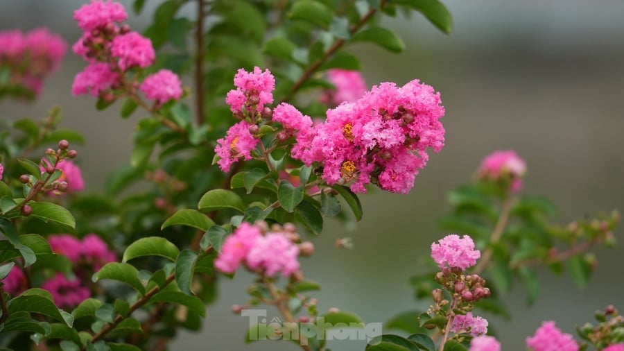 Hoa thường nở thành từng chùm, dày đặc ở đầu cành, tạo nên những mảng màu rực rỡ.
