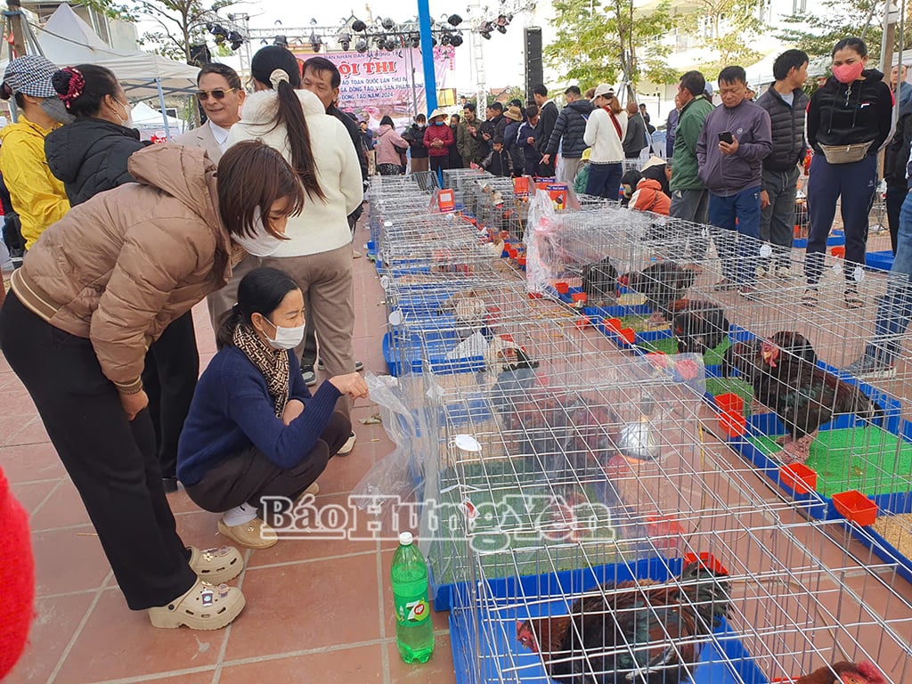Hội thi gà Đông Tảo năm 2024 thu hút đông đảo người dân, du khách đến tham gia