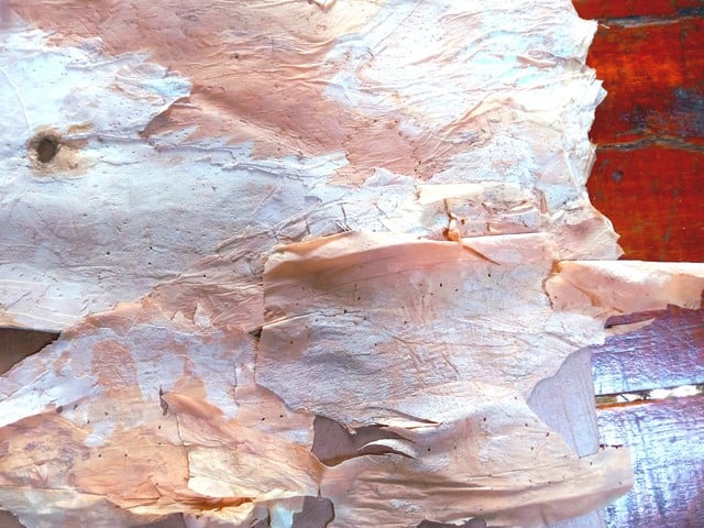 Thầy giáo kể chuyện sếu đầu đỏ bằng tranh vỏ tràm- Ảnh 2.