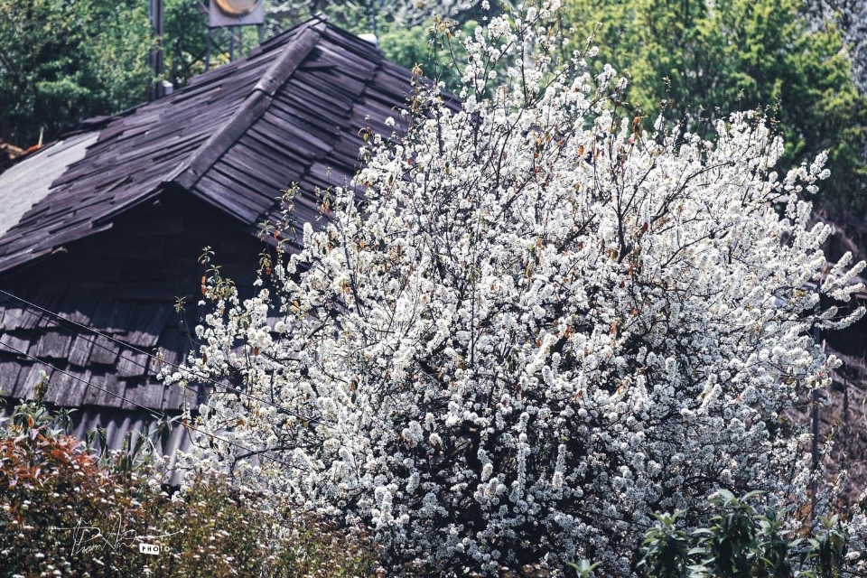 បទពិសោធន៍សរសើរផ្កា hawthorn - "ស្រស់ស្អាតដូចរឿងនិទាន" នៅ Son La