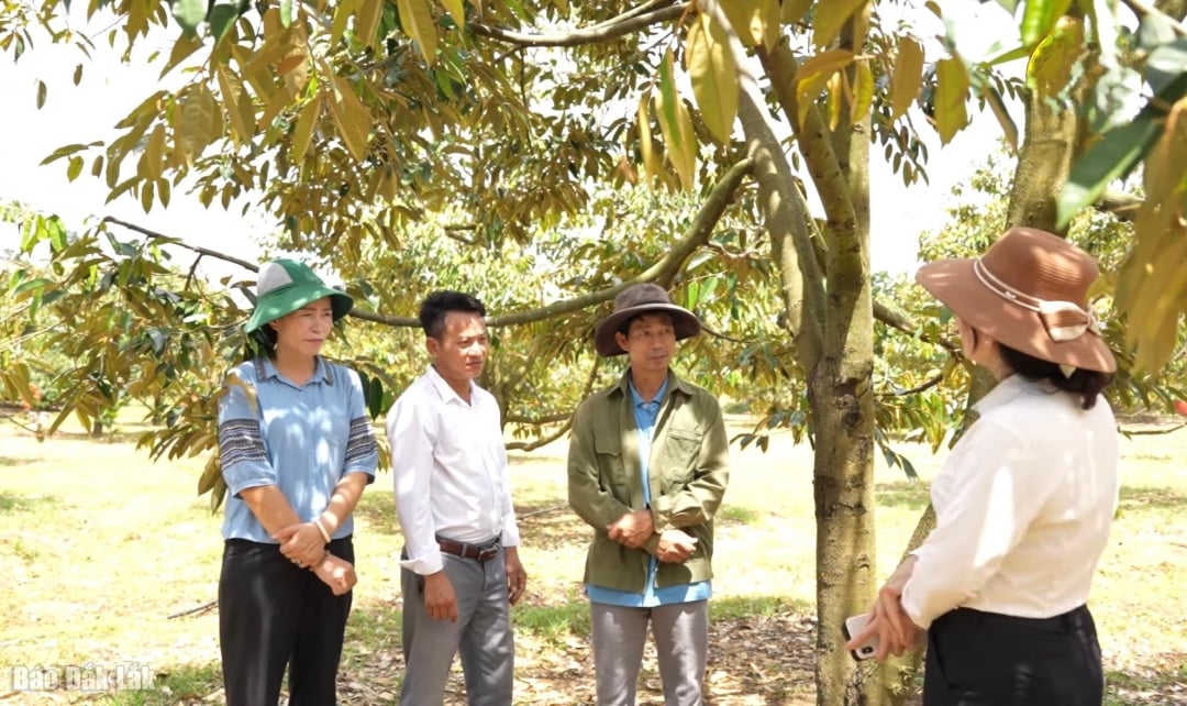 Cán bộ Hội Nông dân tỉnh tham quan mô hình sản xuất của thành viên CLB Nông dân sản xuất, kinh doanh nông sản, thực phẩm an toàn xã Ea Bung.