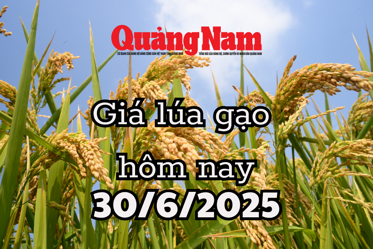 Giá lúa gạo hôm nay 30 6 2025 bàn đạp cho cú bứt phá ngoạn mục cuối năm