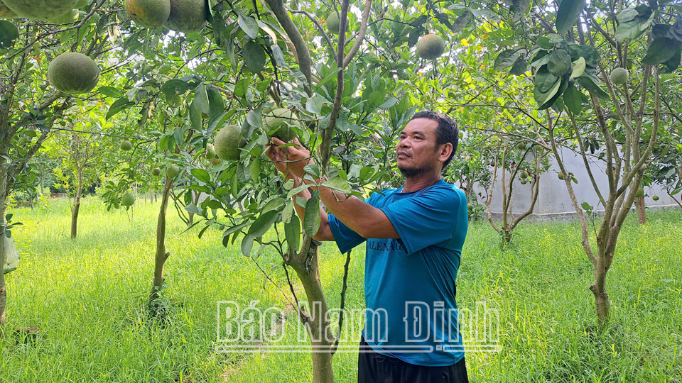 Gracias al estudio activo y la aplicación de la ciencia y la tecnología a la producción, el Sr. Pham Van Sau de la comuna de My Thuan (ciudad de Nam Dinh) ha desarrollado el modelo VAC, que aporta una alta eficiencia económica.