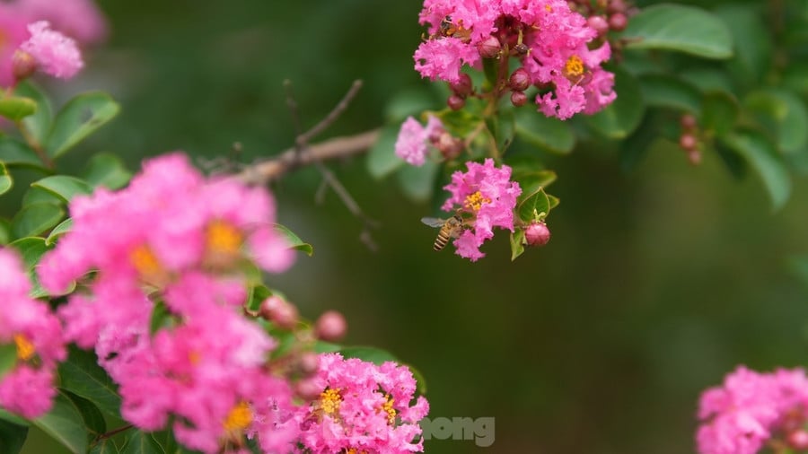 Hoa tường vi tại Công viên thực vật cảnh (xã Tam Hiệp, huyện Thanh Trì).