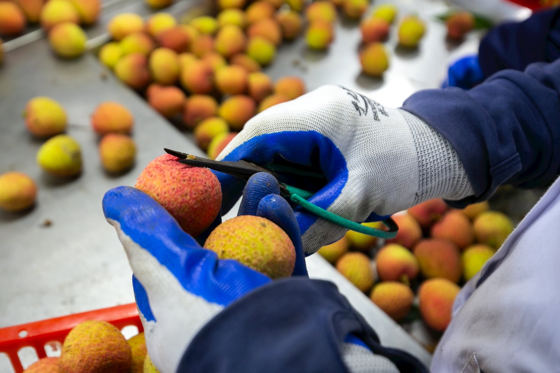 Thanh Ha litchi ត្រូវបាន irradiated មុនពេលនាំចេញ។