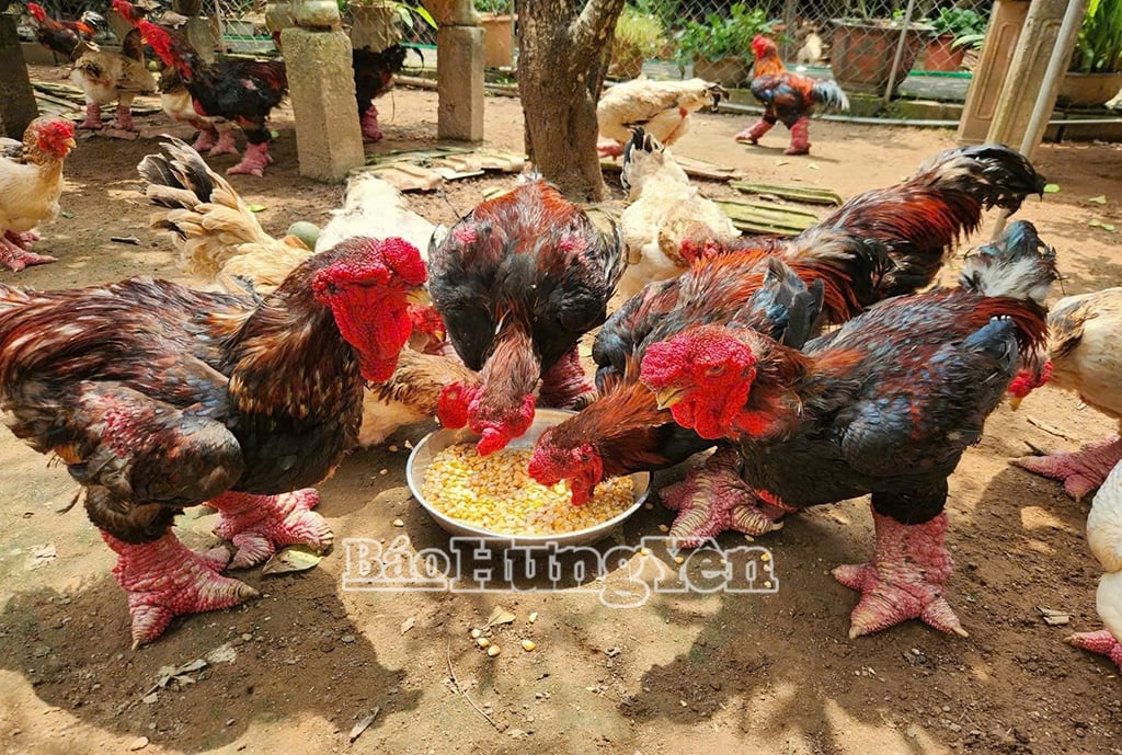 Gà Đông Tảo, đặc sản Hưng Yên