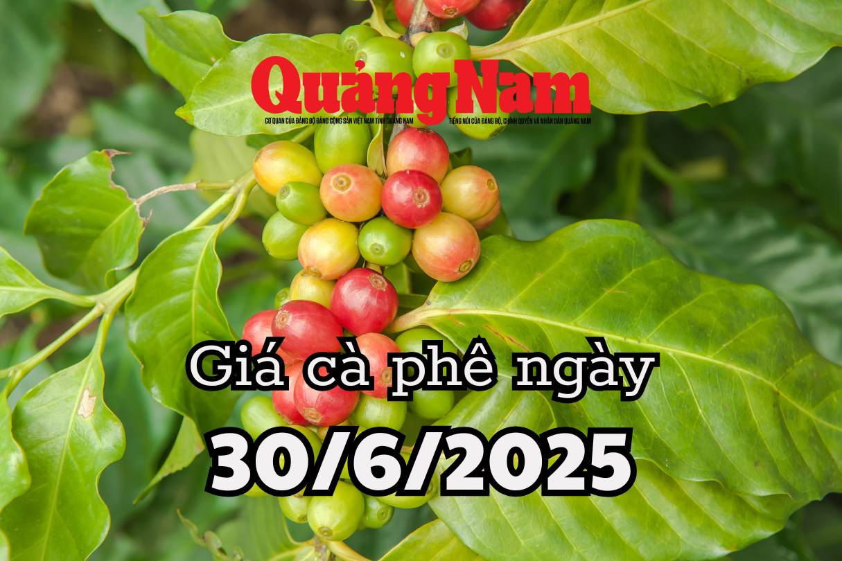 Giá cà phê hôm nay 30 6 2025 nhu cầu thế giới tăng kỷ lục cứu giá khỏi sụp đổ