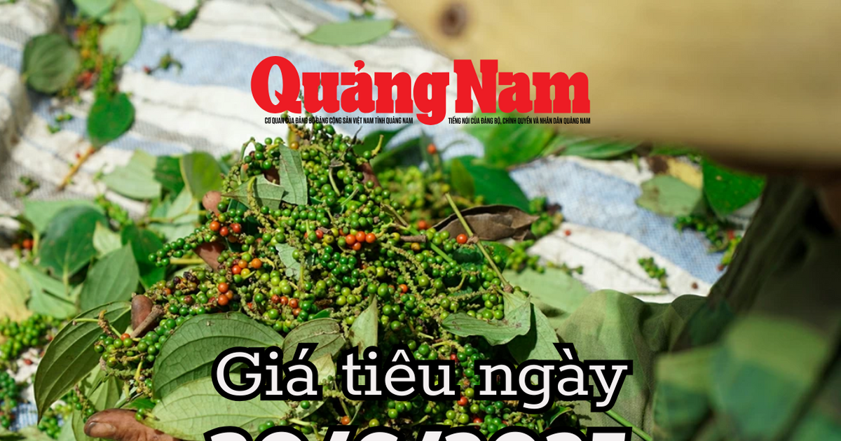 Giá tiêu hôm nay 30/6/2025 tiêu Việt "thất thế" trên thị trường quốc tế, mất 11,5% thị phần