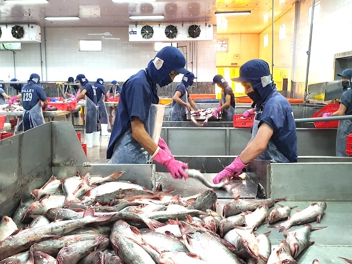 Nhân công chế biến cá tra xuất khẩu. Ảnh: Trung Chánh