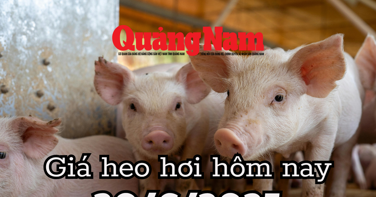 Giá heo hơi hôm nay 30/6/2025: Miền Trung thất thủ, mất đỉnh 72.000 đồng/kg, miền Nam cố bám trụ