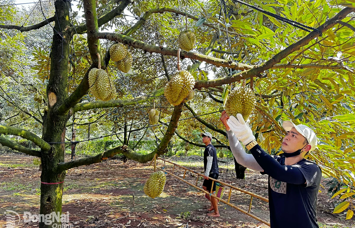 Vùng trồng sầu riêng xuất khẩu tại xã Hàng Gòn, thành phố Long Khánh. Ảnh: Bình Nguyên

