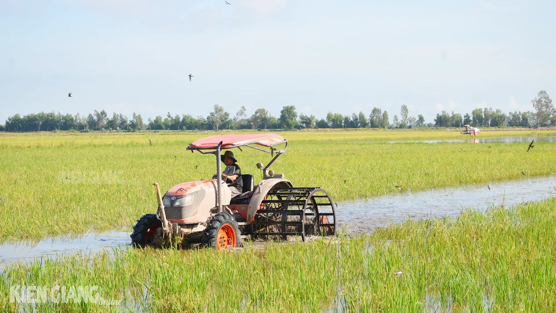 Nông dân Kiên Giang xuống giống vụ thu đông từ ngày 1-7