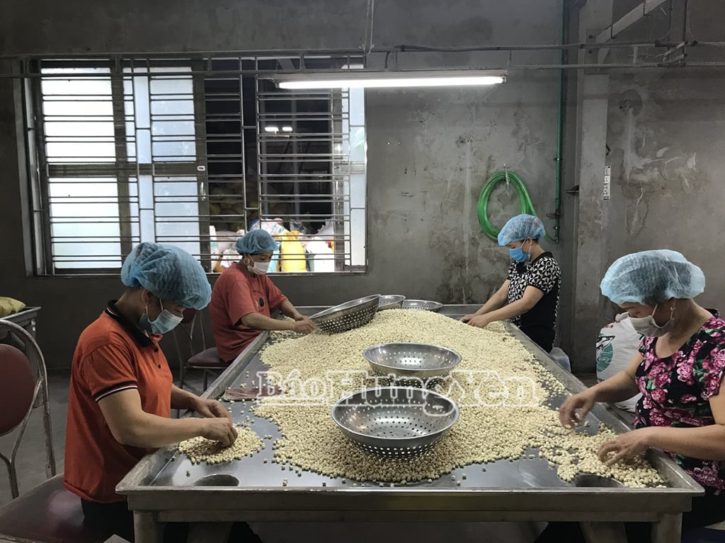 Chế biến hạt sen ở xã Phương Nam (thành phố Hưng Yên)