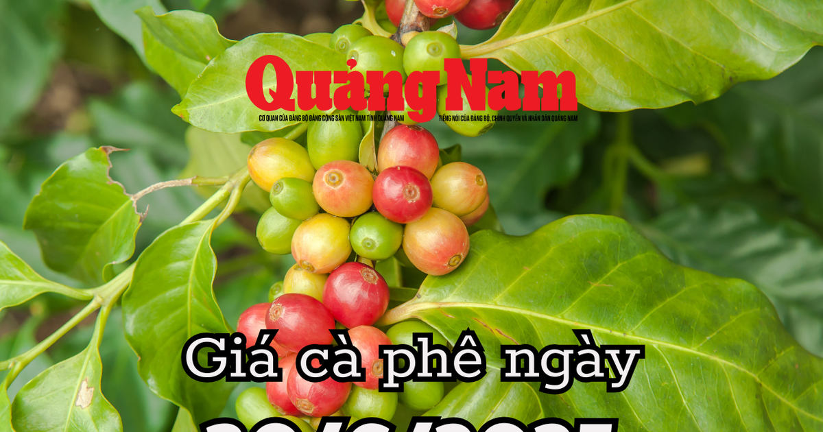 Giá cà phê hôm nay 30/6/2025 nhu cầu thế giới tăng kỷ lục cứu giá khỏi sụp đổ