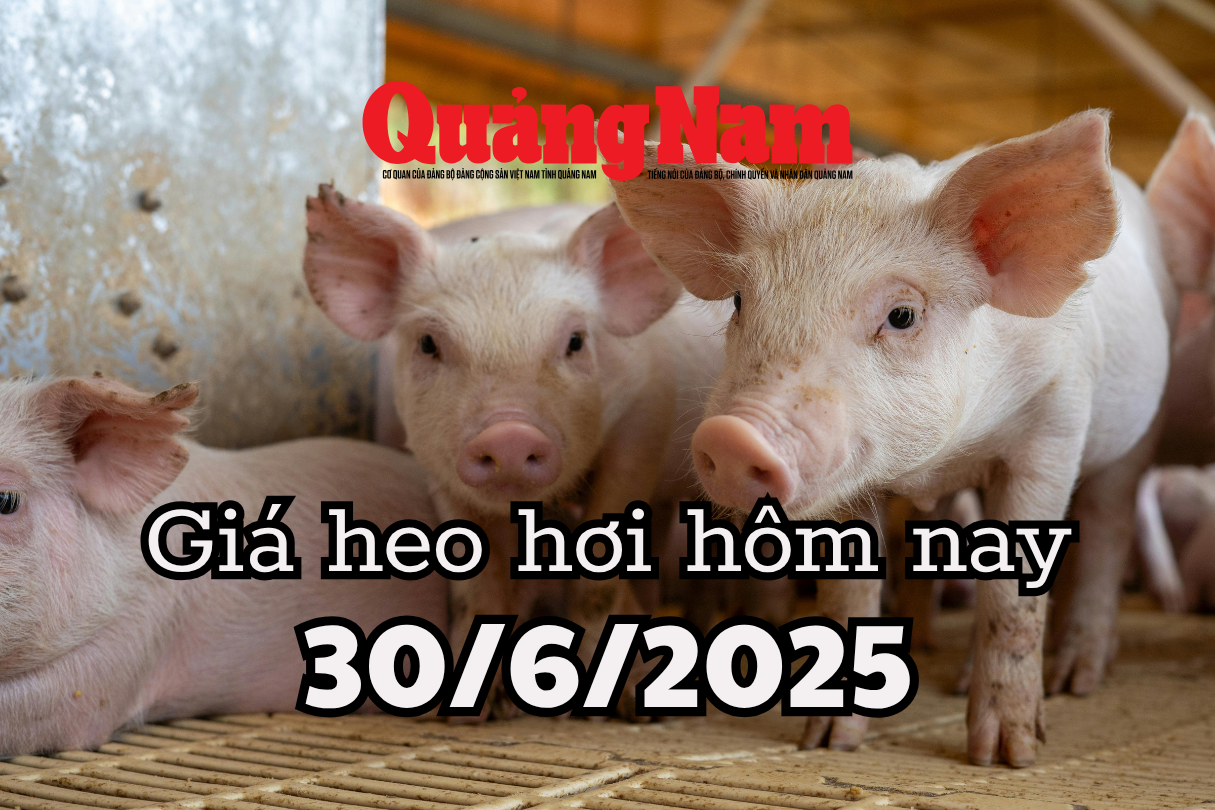 Giá heo hơi hôm nay 30 6 2025 Miền Trung giảm mạnh, mất mốc 72.000 đ kg, miền Nam nỗ lực giữ giá, dao động 69.000-72.000 đ kg.