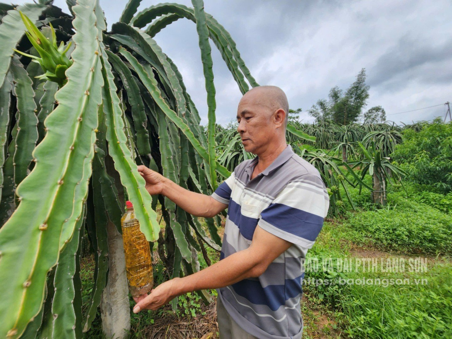 Mr. Nguyen traps fruit flies that harm dragon fruit in the garden.
