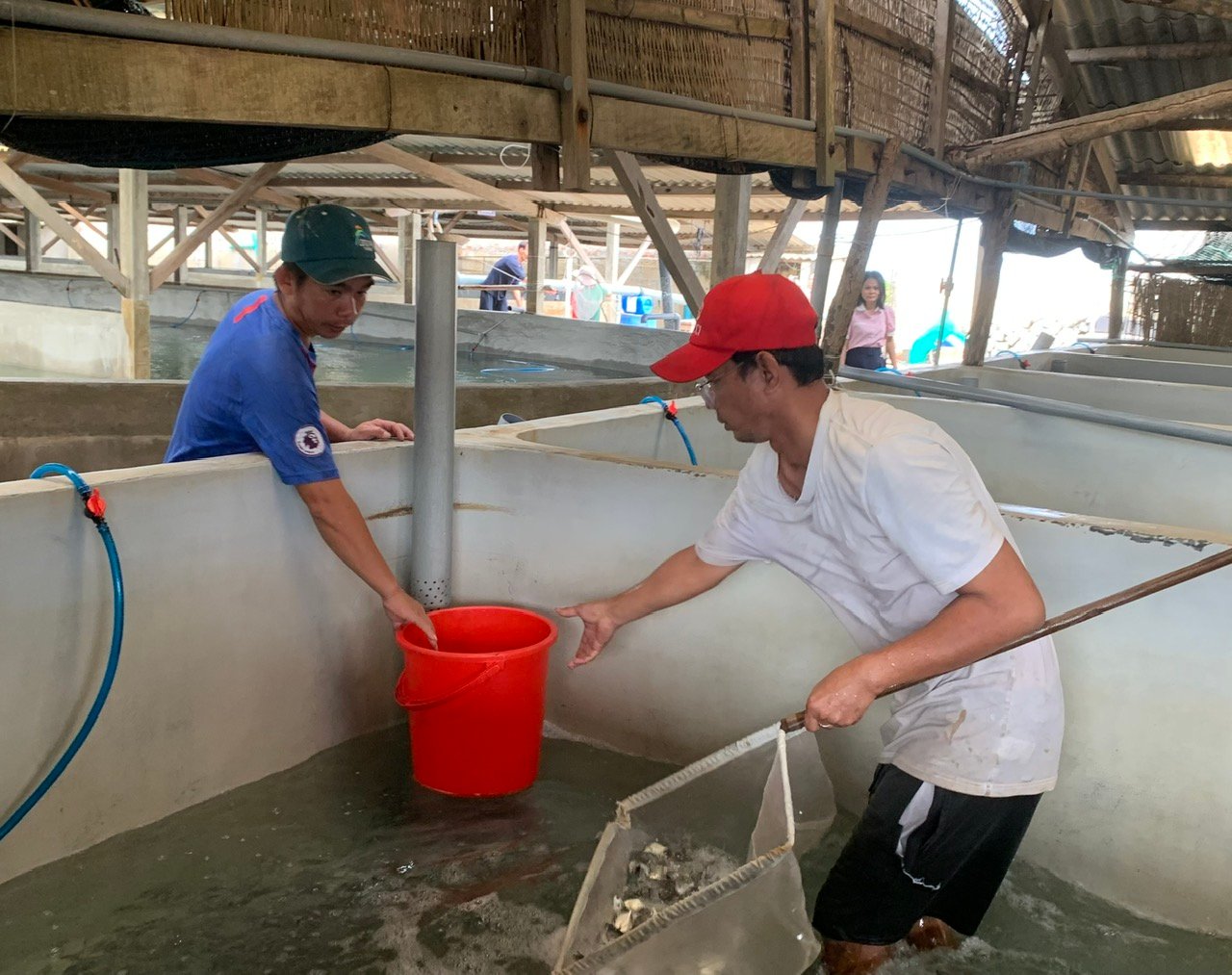 Công nhân Công ty CP Thủy sản Tôm vàng đang tiến hành vận chuyển cá giống. Ảnh: LỆ VĂN