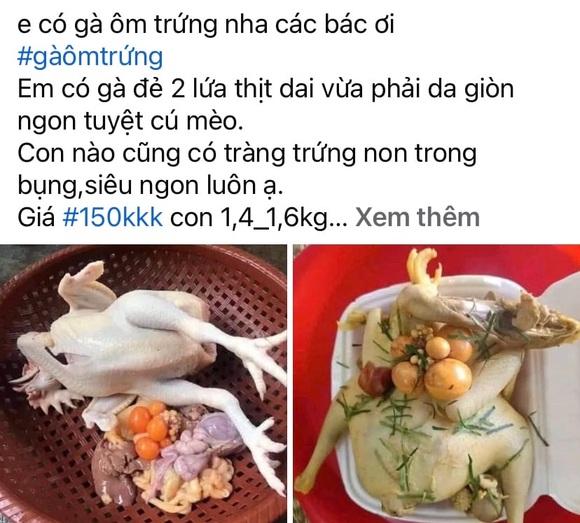 값싼 계란을 품은 닭에 조심하세요