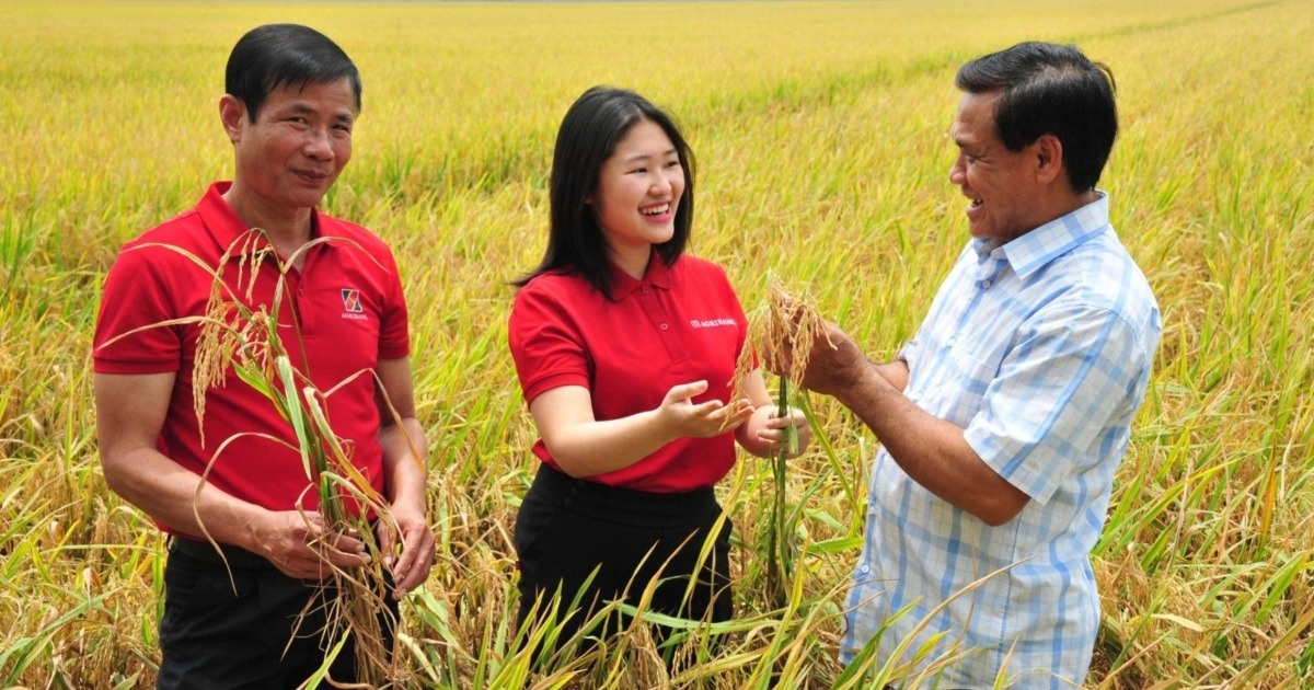 Agribank offers preferential credit to serve the Mekong Delta rice project