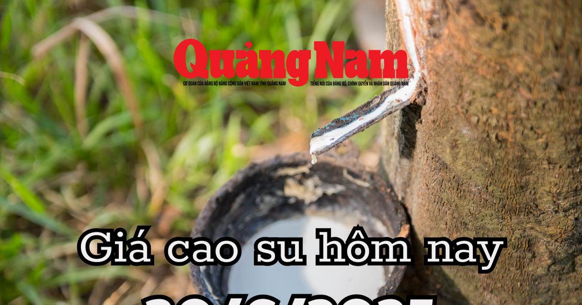 Giá cao su hôm nay 30/6/2025 thị trường nội địa ổn định giữa địa chấn toàn cầu