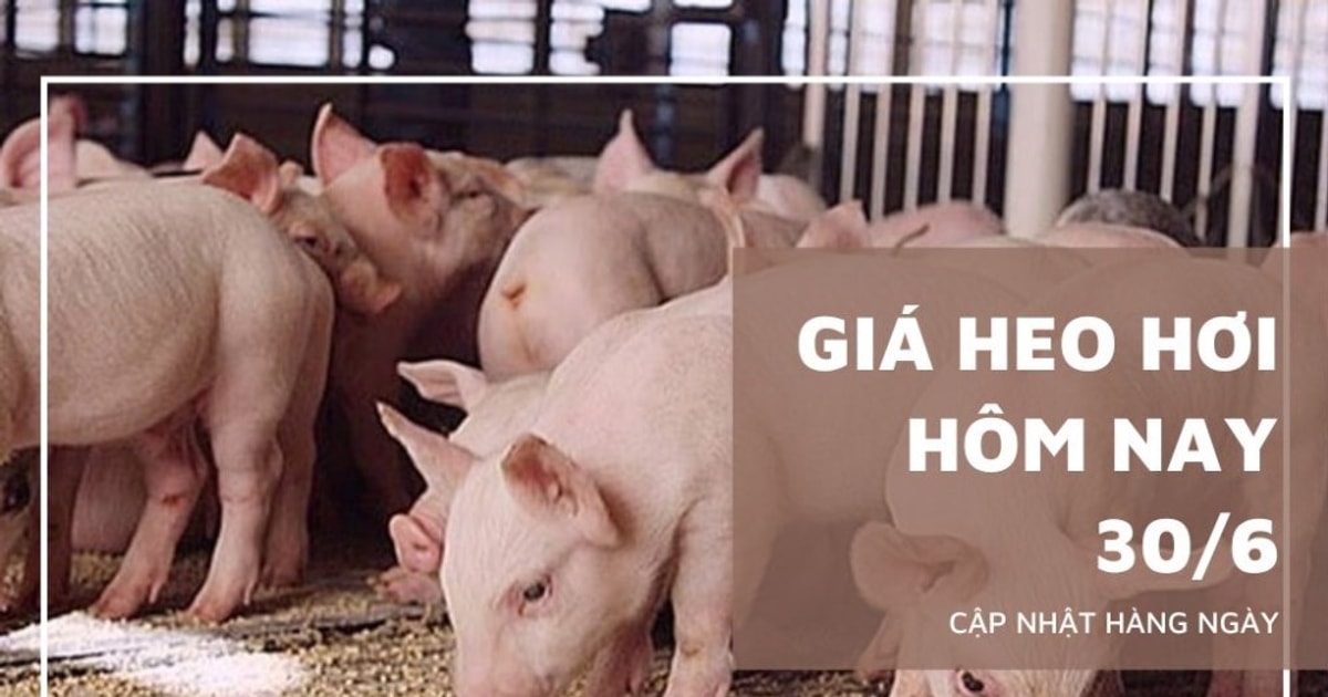 Giá heo hơi hôm nay 30/6: Giảm nhẹ 1.000 đồng/kg tại miền Nam...