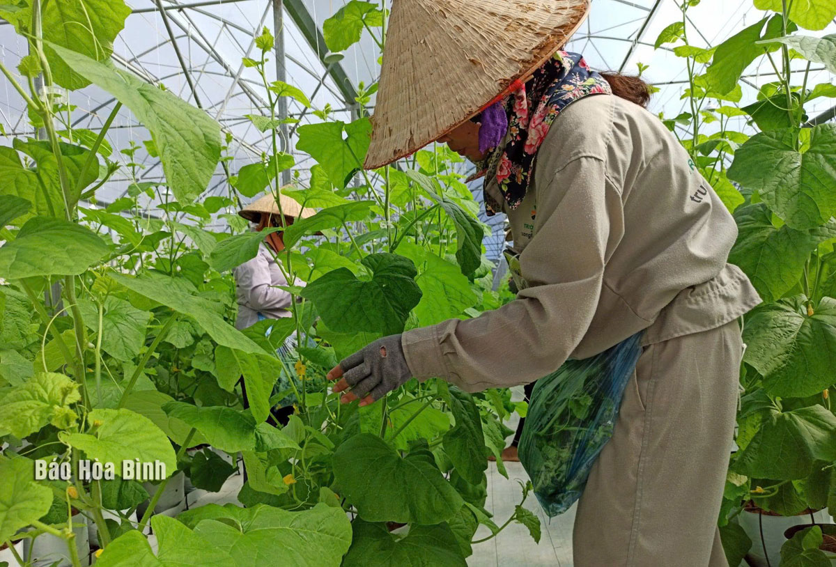 Thúc đẩy tái cơ cấu ngành Nông nghiệp theo hướng bền vững