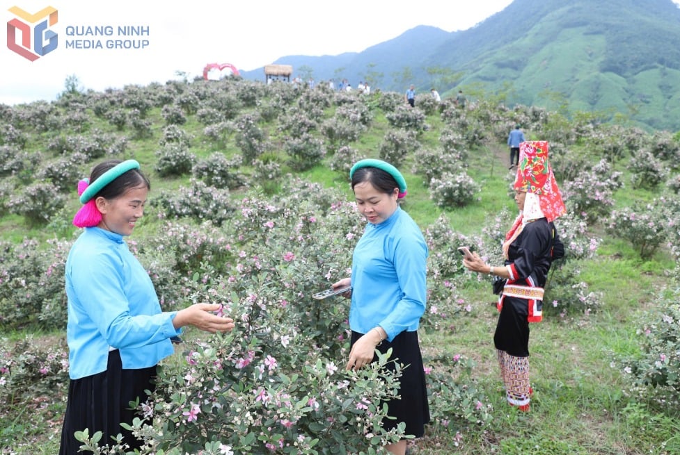 Trải nghiệm ngọn núi Panai, Mã Thầu Sơn tại Lễ hội “Hoa sim biên giới năm 2025”. 
