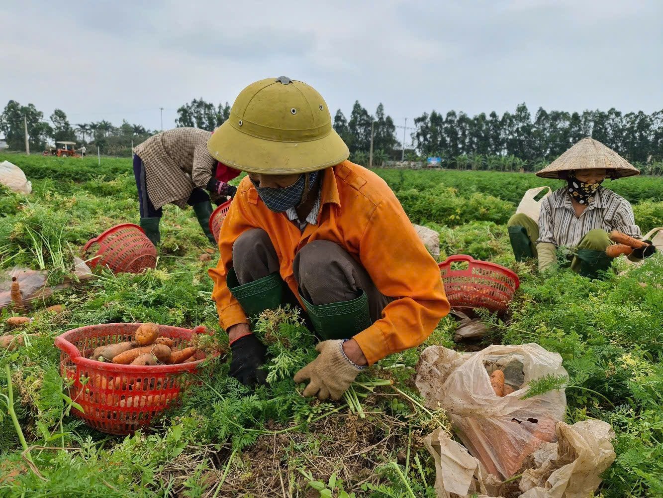Đầu tư cơ sở chế biến nông sản tại Cẩm Giàng hơn 48 tỷ đồng