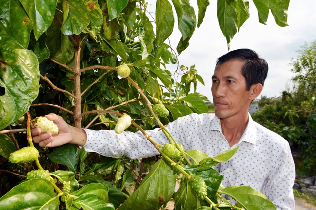 ហោប៉ៅជាង 1 ពាន់លានដុងក្នុងមួយឆ្នាំពី… ដើមណូនី