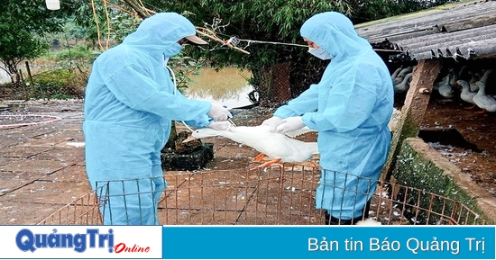 Promote vaccination for livestock