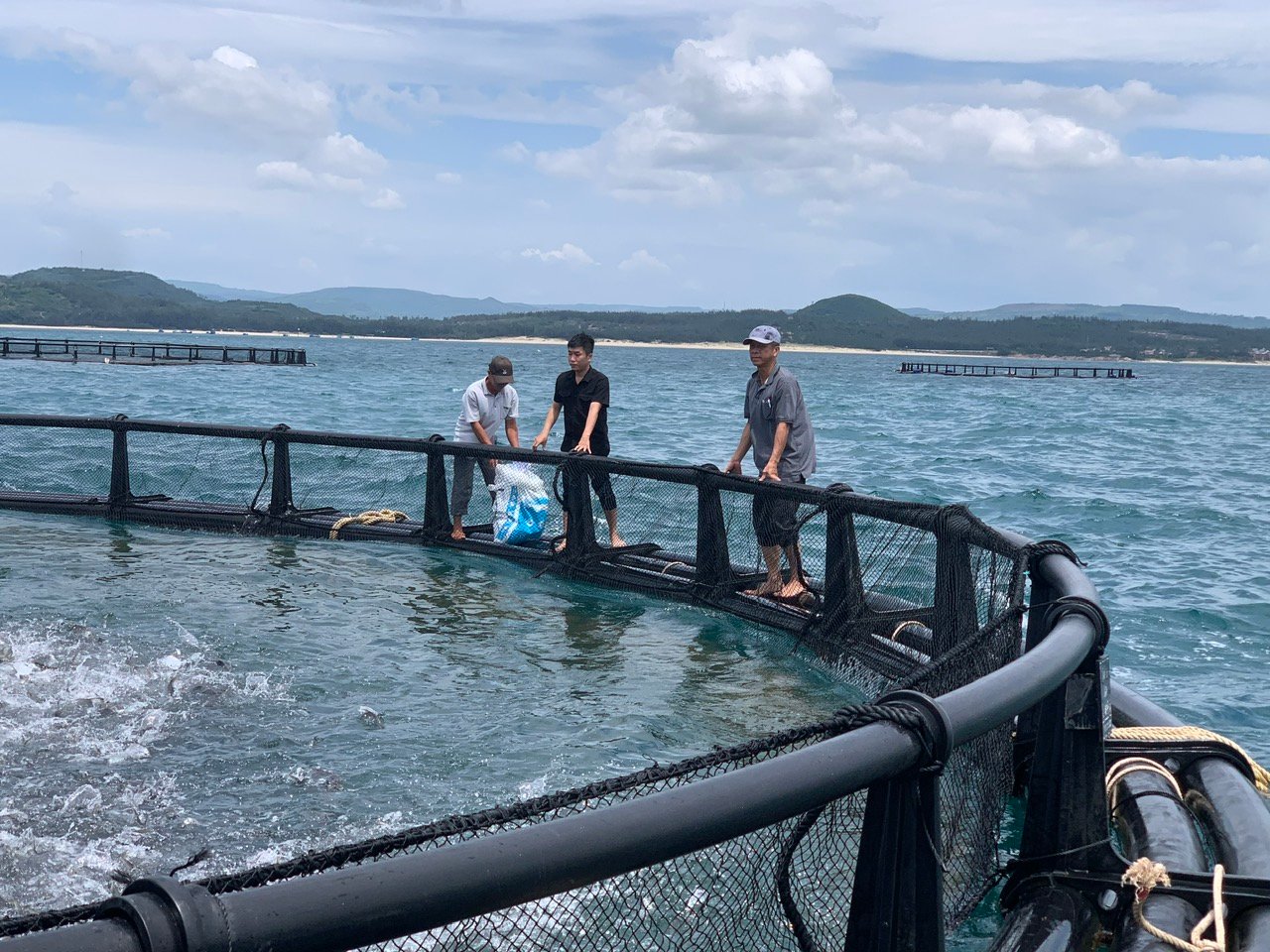 Công nhân chăm sóc cá chim vây vàng thương phẩm bằng lồng HDPE ở Cù Lao Mái Nhà. Ảnh: LỆ VĂN
