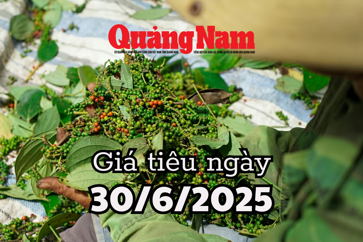 Giá tiêu hôm nay 30 6 2025 ở mức giá vàng cho nông dân giữ hàng