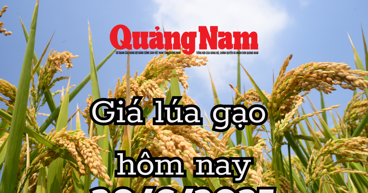Giá lúa gạo hôm nay 30/6/2025 bàn đạp cho cú bứt phá ngoạn mục cuối năm