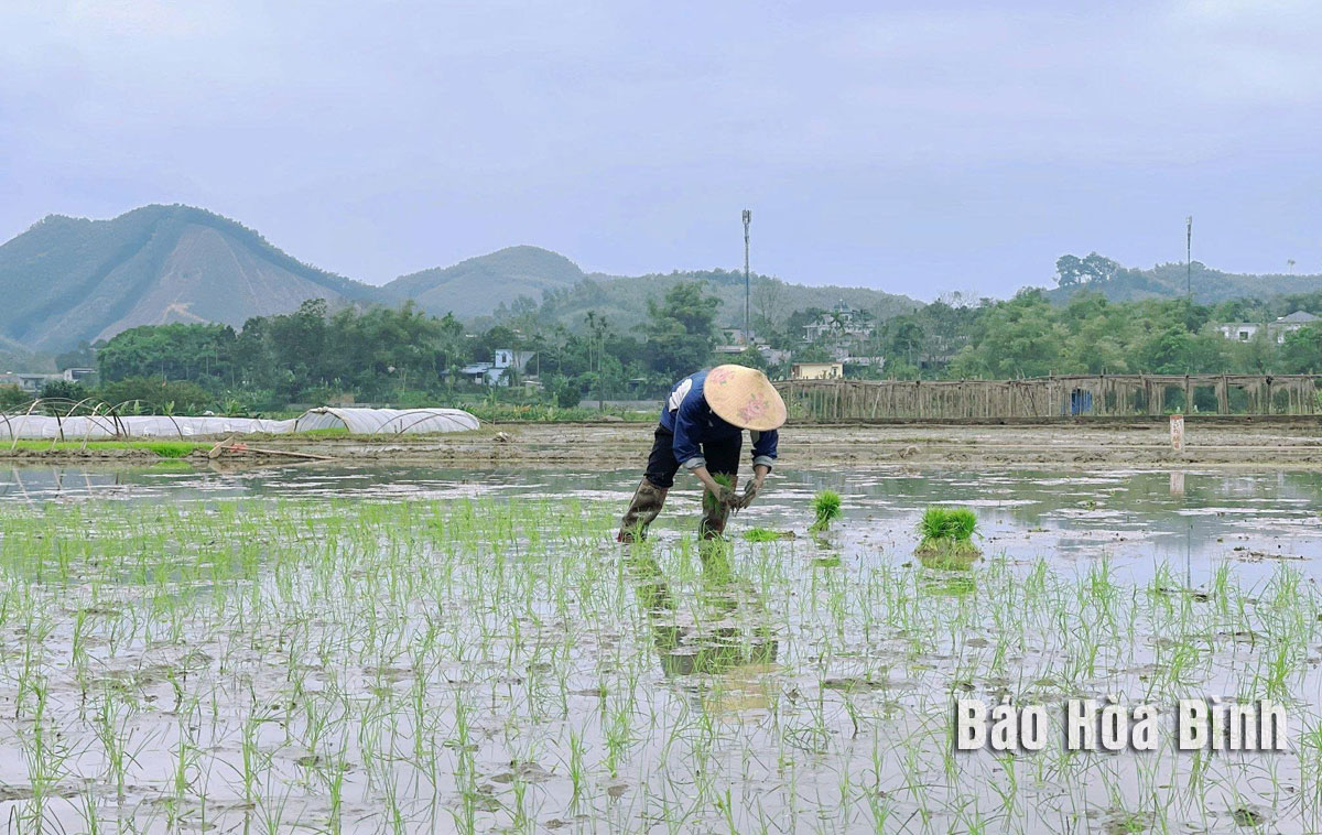 Gặt hái thành công vụ Đông Xuân, sẵn sàng bước vào vụ mới