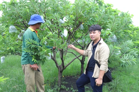 កសិករ​ជំនាន់​ថ្មី​ដាំ​ដើម​ប៉ោម​តាម​វិធី​ថ្មី​