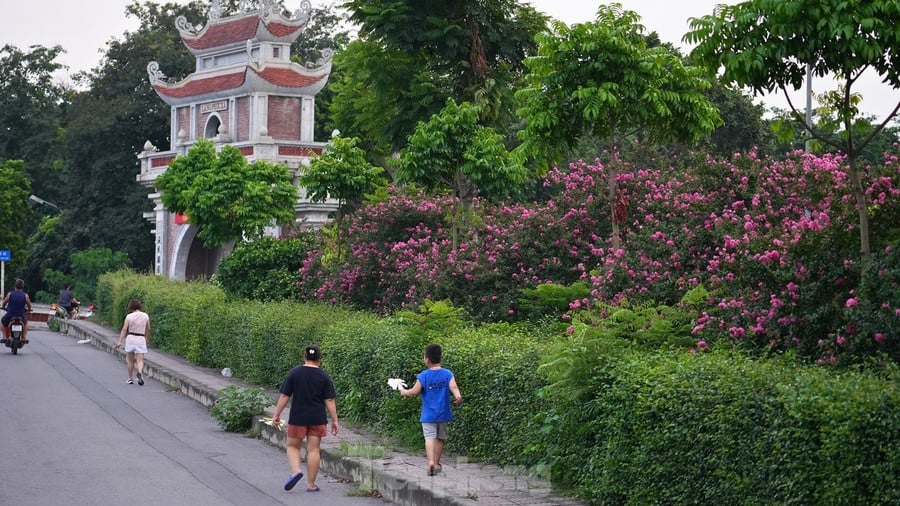 Mùa hoa tường vi sẽ kéo dài đến hết tháng 9 nhưng nhiều người đánh giá đây là thời điểm đẹp nhất trong năm nếu muốn chụp ảnh cùng loài hoa này.