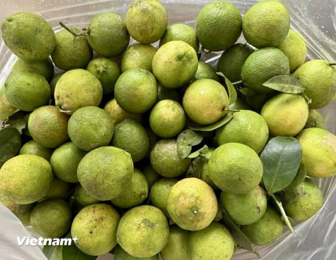 vnp-nuoc-chanh.jpg