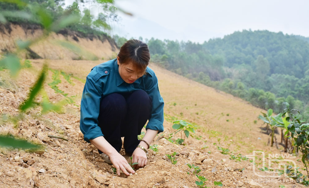 Gia đình chị Vi Thị Phương trồng mới thêm 3 sào chè trung du.